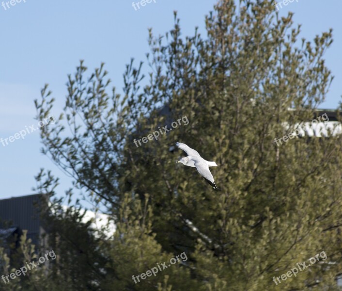 Flying Sea Gull Nature Gull Seagull