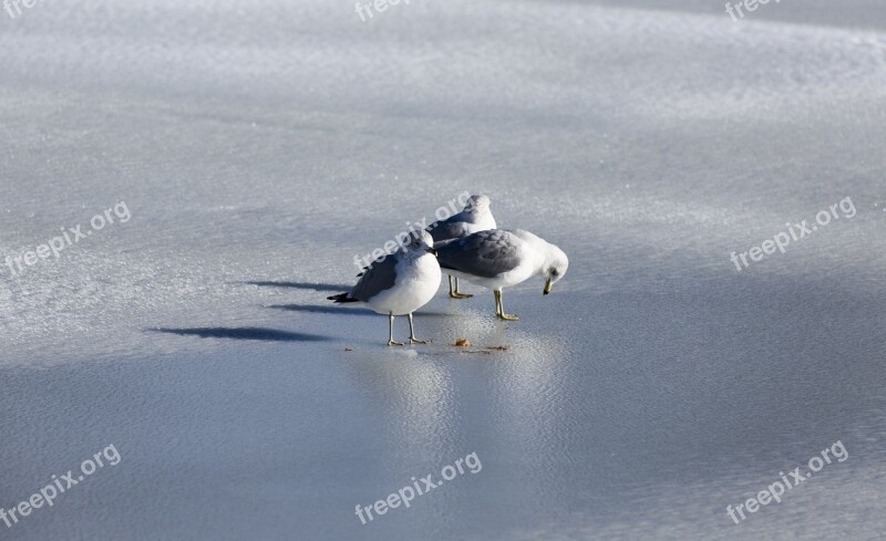 Sea Gull Gull Sea Bird Wildlife