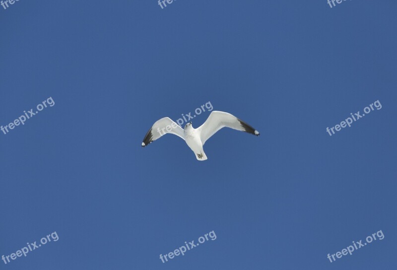 Flying Sea Gull Nature Gull Seagull