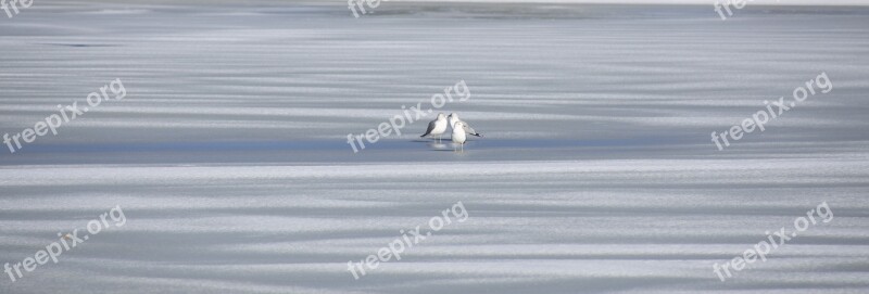 Sea Gull Gull Sea Bird Wildlife