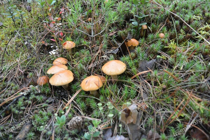 Forest Mushrooms Tree Nature Autumn