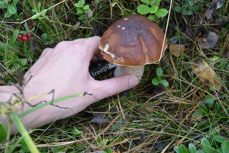 Appetizing Autumn Reference Information Boletus Brown