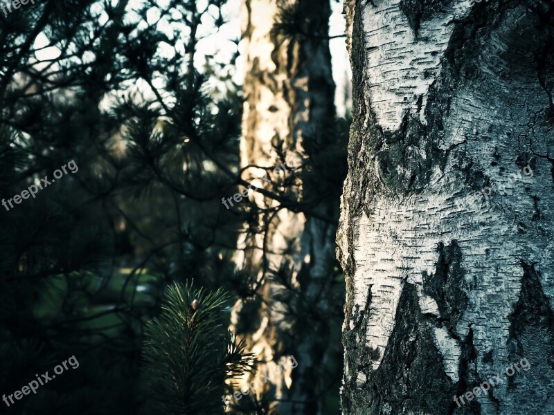 Tree Birch Nature Forest Bark