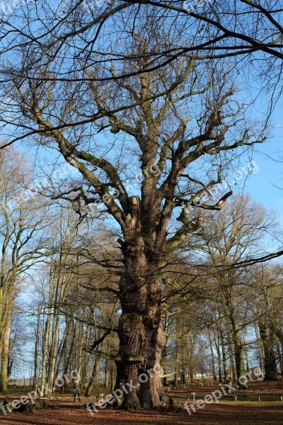 Tree Old Miracle Nature Forest