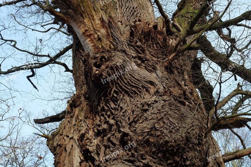 Tree Old Miracle Nature Forest