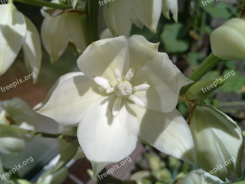 White Flowers Agave Bloom White Flowers