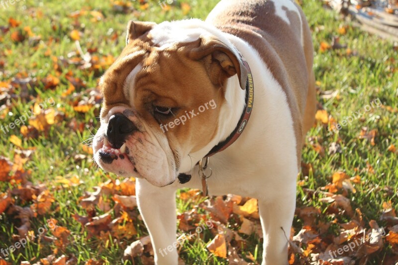 English Bulldog Grumpy Face Sweet Cute Face