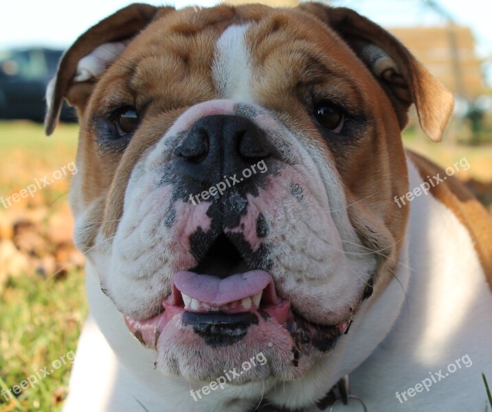 English Bulldog Face Canine Adorable Dog