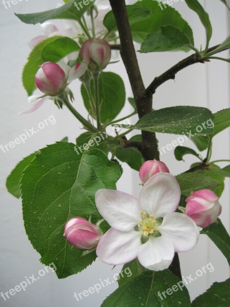 Apple Blossoms Spring Pink White Nature