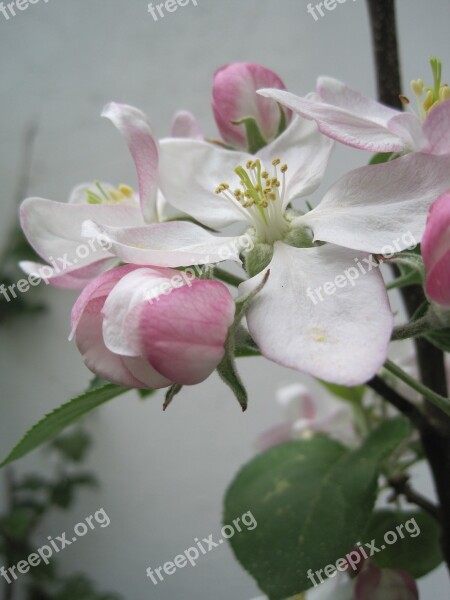 Apple Blossoms Spring Pink And White Nature Apple Tree Blossom