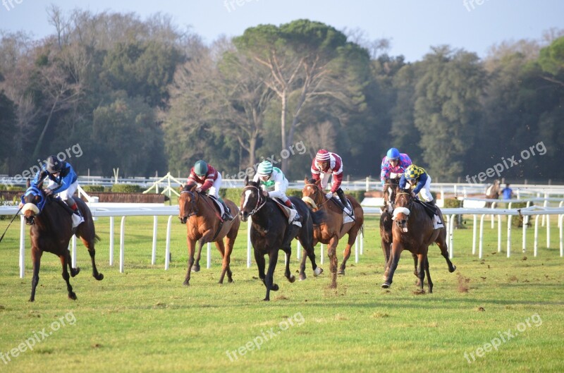 Hippodrome Corse Horses Free Photos