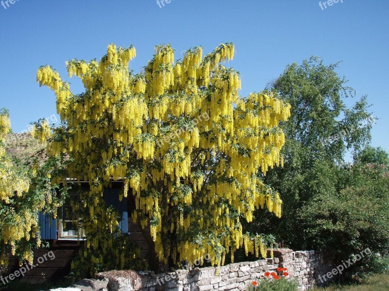 Laburnum Floral Bush Bush Free Photos