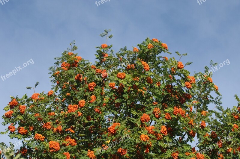 Rowan Berries Crown Tree Rowan Free Photos