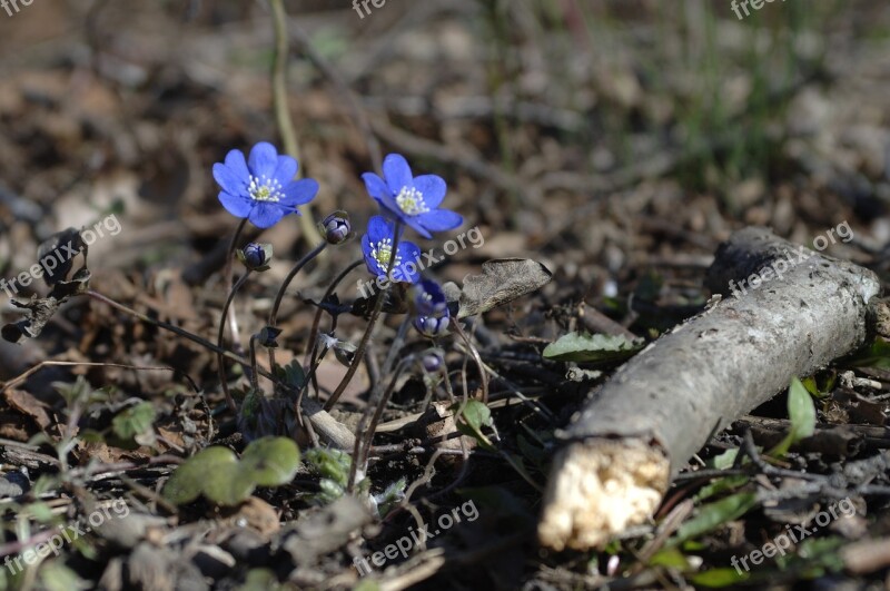 Liverwort Spring Flowers Spring Free Photos