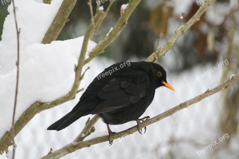 Songbird Winter Food Free Photos