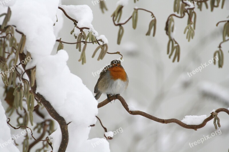 Songbird Winter Food Snow Free Photos