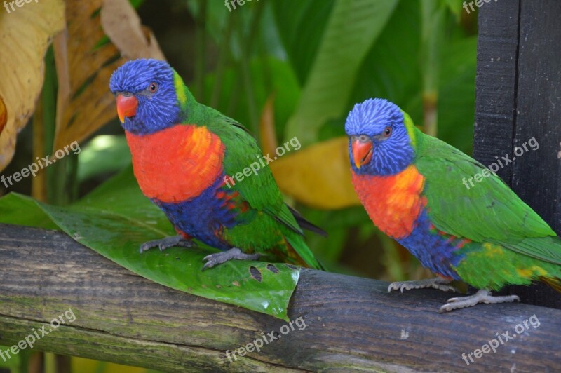 Plumage Bird Parrot Pen Ornithology