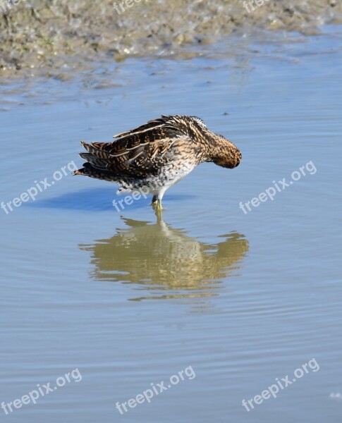 Snipe Gallinago Bird Pond Search Food