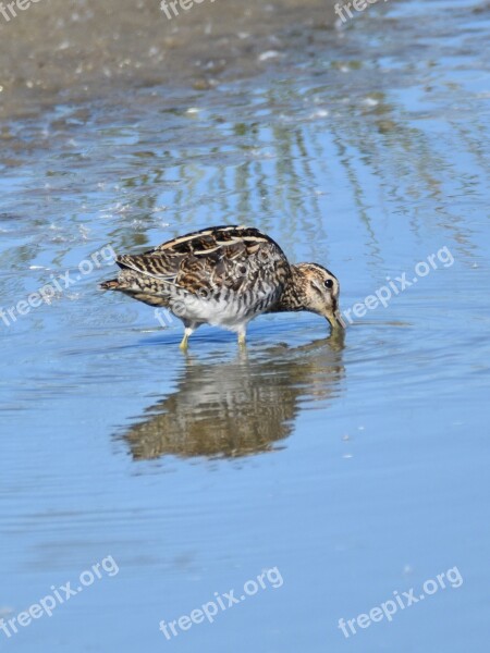 Snipe Bird Pond Search Food Fauna