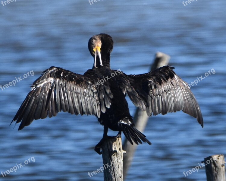 Cormorant Grooming Wings Bird Black Feathers