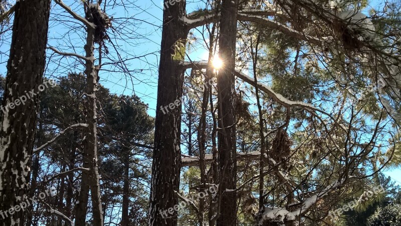 Sky Pines Tree Forest Nature