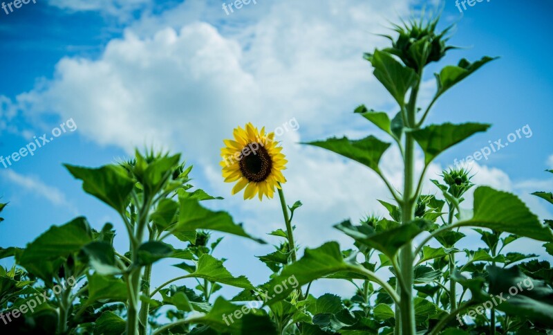 Nature Flowers Flower Sunflowers Plant