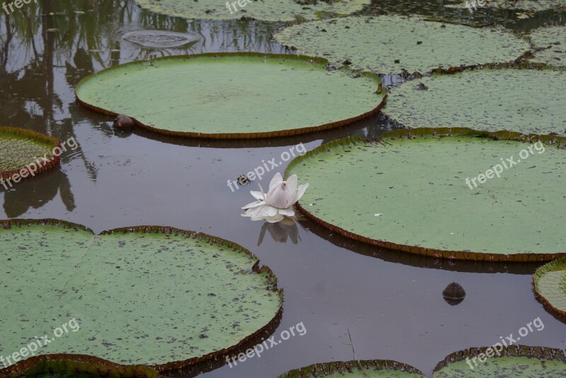 Pacaya Samiria National Reserve Pond Water Plants Water Lily