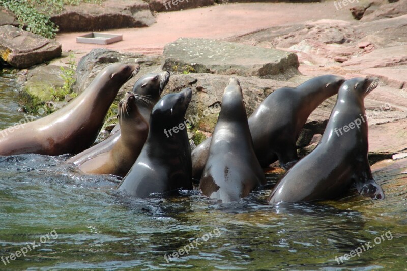 Crawl Zoo Nature Sea ​​lion Seal