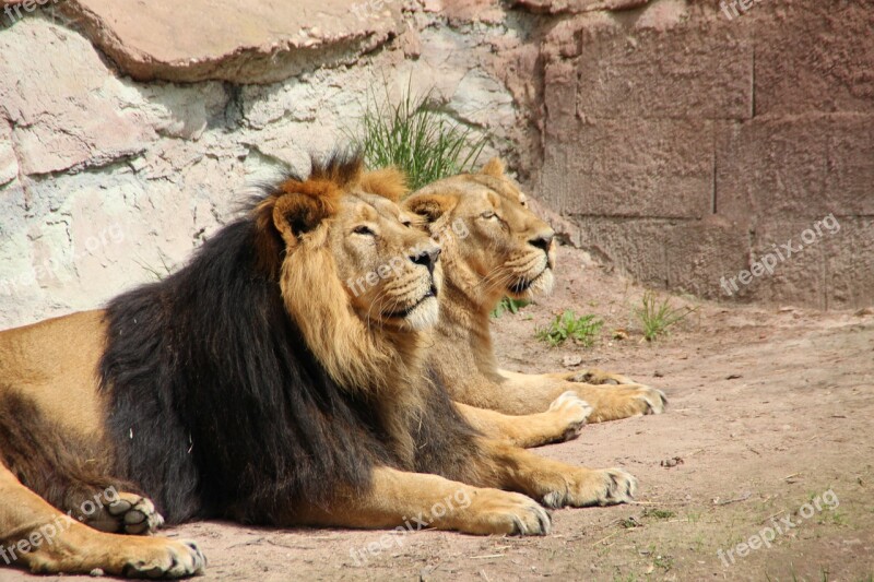 Lion Pair Lioness Zoo Animal World