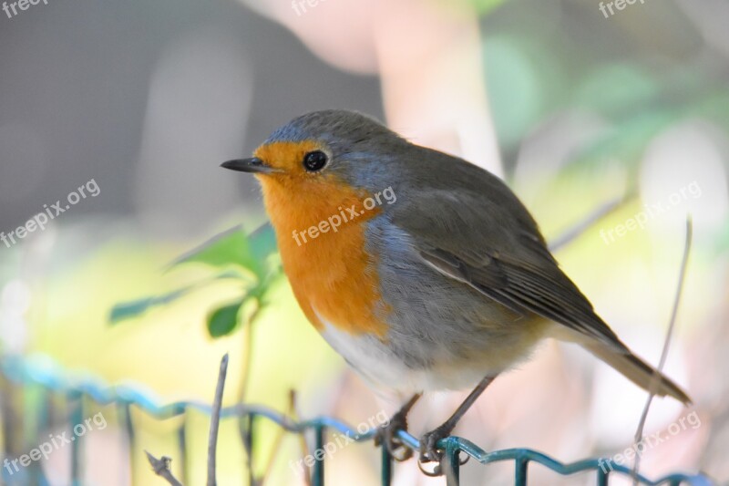 Robin Bird Smal Orange And Gray Free Photos