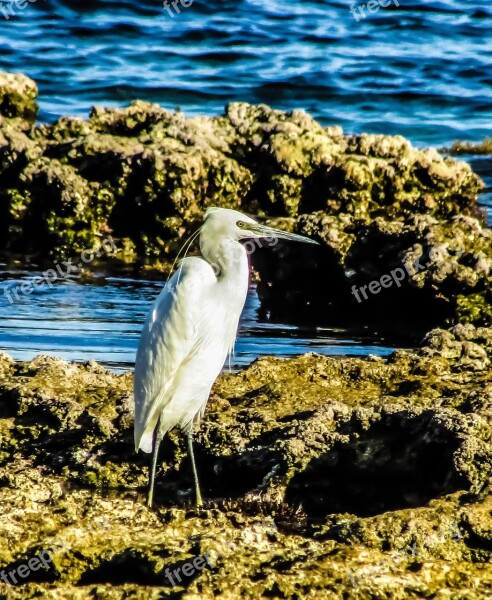 Heron Seabird Wildlife Species Free Photos