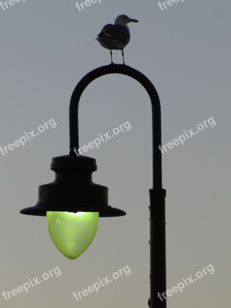 Lantern Bird Sky The Green Light Sulhouette