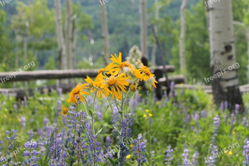 Golden Aster Villosa Flowers Geyer Larkspur Narrow Leaf Four O'clock Colorado Wildflowers