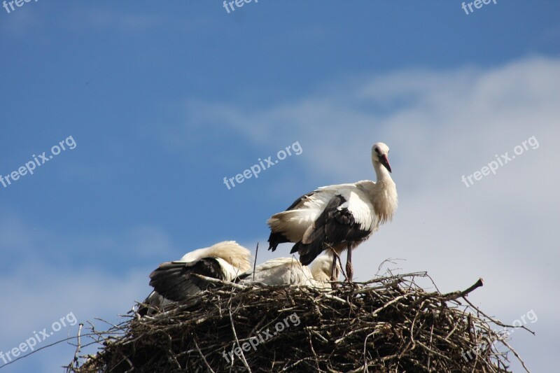 Nature Birds Stork Storchennest Animals