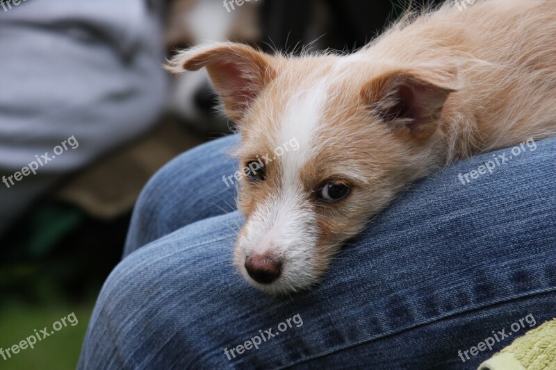 Nature Animal Dog Puppy Podengo