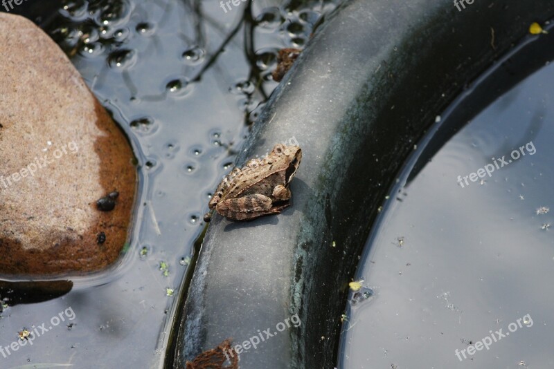 Frog Garden Pond Frog Pond Nature Garden