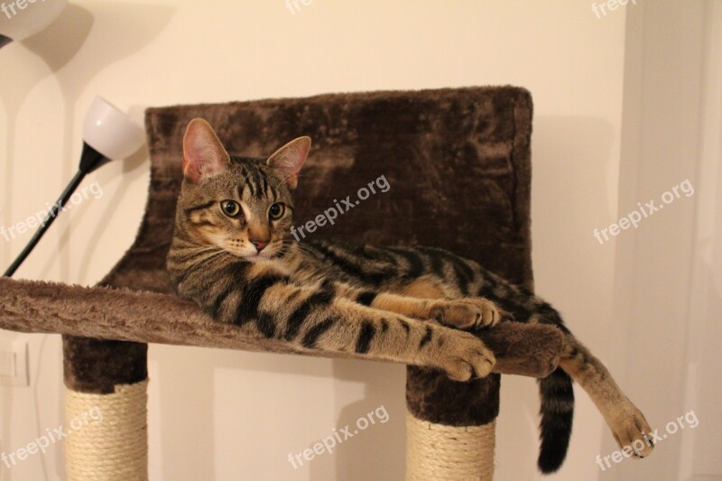 Cat Tabby Cat Kitten Cat Tree Free Photos