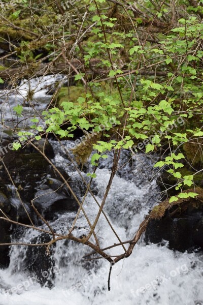 Stream Splash Green Fresh Spring