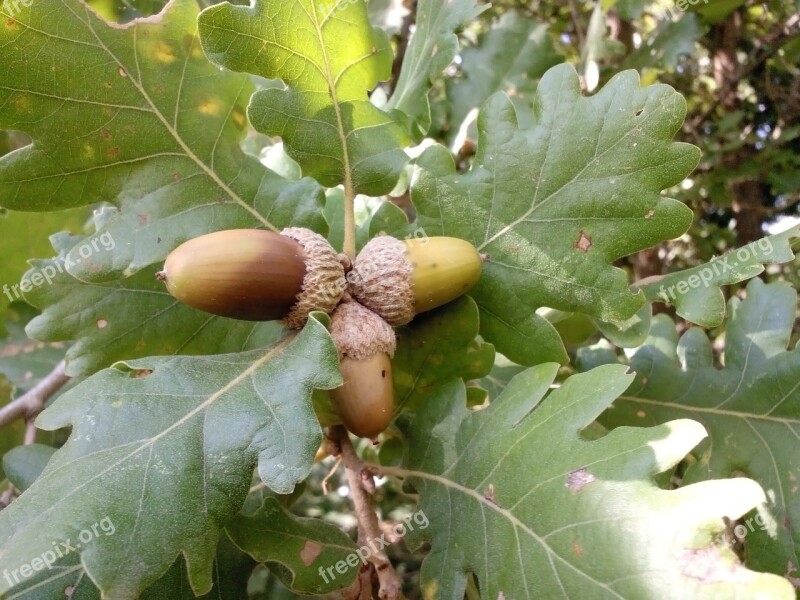 Acorns Plant Tree Oak Nature