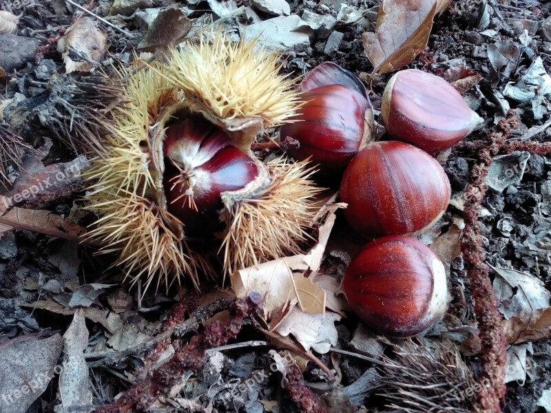 Chestnuts Autumn Food Curly Soil