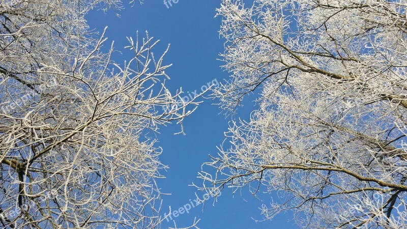 Nature Winter Landscape Trees Sky