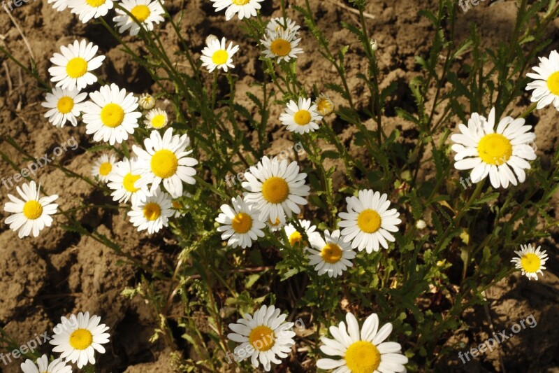 Daisy Flower White White Flowers Bouquet