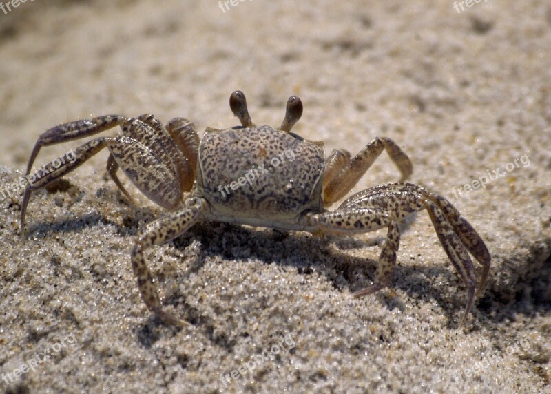 Crab Beach Ghost Crab White Sea