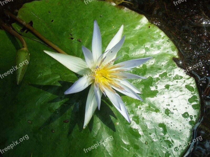 Flower Linda Lake Soft Nature