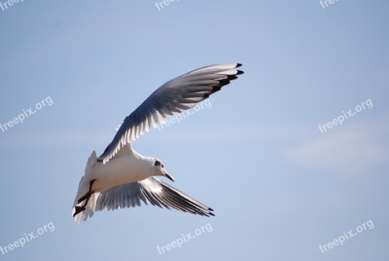 Bird Seagull Fly Gull Water