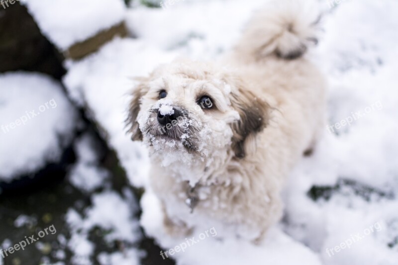 Dog Snow Pet Cold Animal