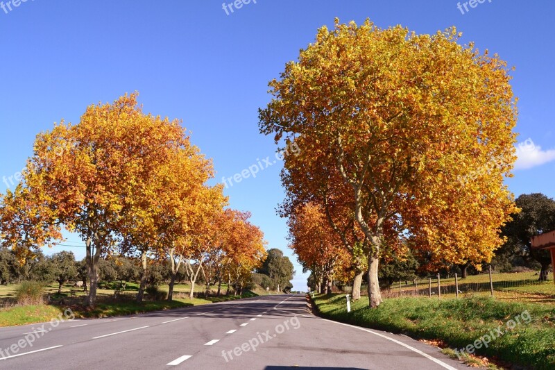 Autumn Trees Alentejo Nature Foliage Dries