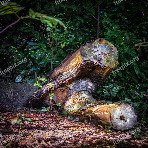 Tree Stump Tree Stump Wood Nature