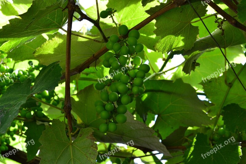 Vine Grapes Green Leaves Cluster