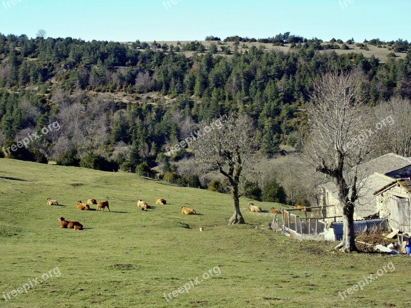 Cows Farm Pasture Herd Cévennes